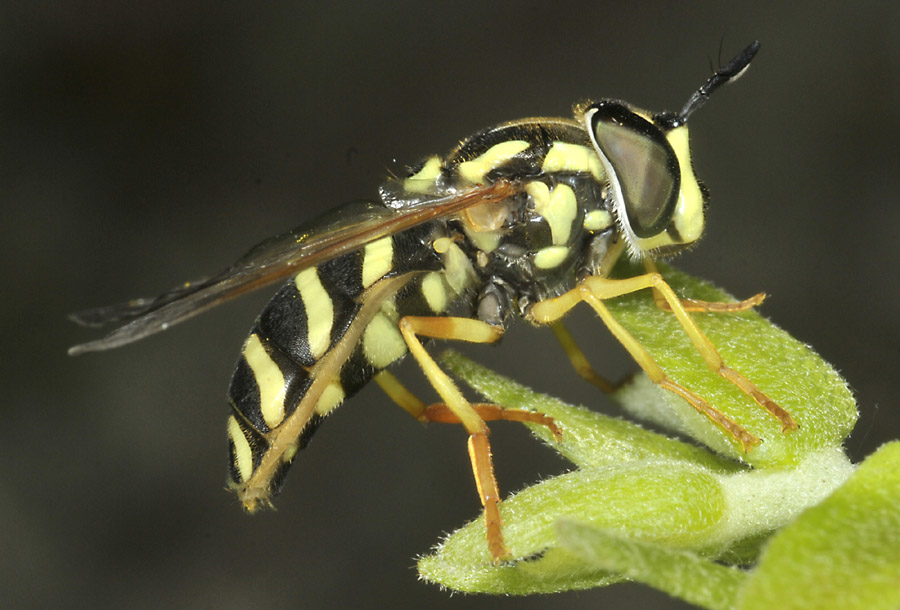 Syrphidae: Chrysotoxum cautum, femmina